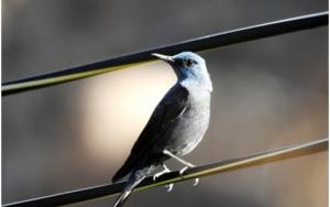 Blue Rock Thrush