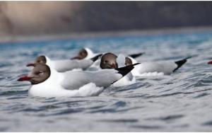 Brown-headed Gull