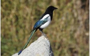 Eurasian / Black-billed Magpie