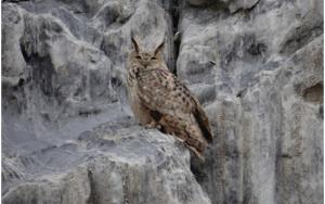 Eurasian Eagle Owl