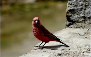 Great Rosefinch