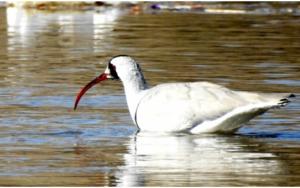 Ibisbill 