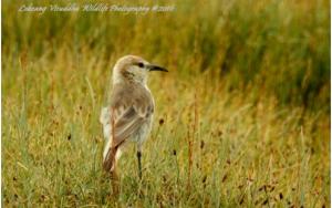 Humme's Ground Pecker