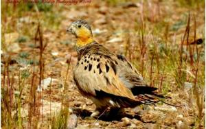 Tibetan Sandgrouse