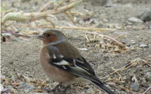 Common Chaff Finch