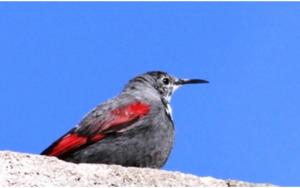 Wall Creeper