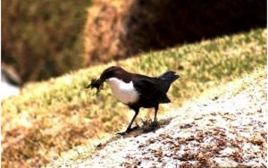 White-throated Dipper 