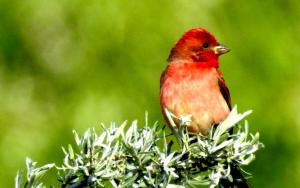 Common Rosefinch (Ichu Idmar)