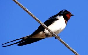 Barn Swallow 