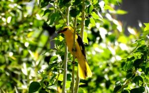 Golden Oriel (Zeri Mayon)