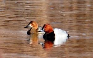 Common Pochard (Chub ja Gomar)