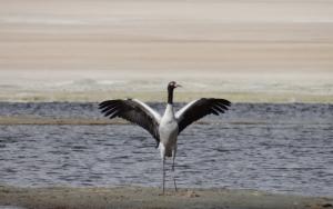 Black-necked Crane (Cha Thung Thung)