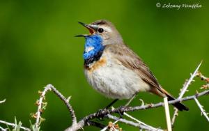 Blue-throat (Ogle sngonpo)
