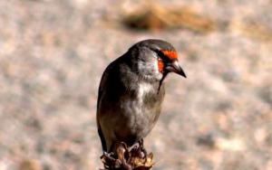 Europian Goldfinch (Chipa Dongmar)