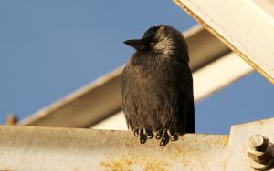 Jack Daw (Forok migkar)