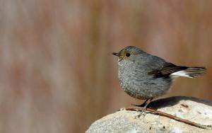 Plumbeous Water Redstart (Chui Sentik)