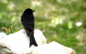 Black Drongo 