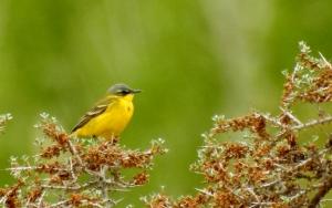 Grey Wagtail 