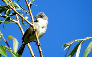 Great White-throat