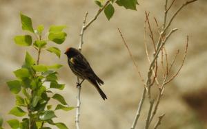 Red-fronted Serin (Palba membar)