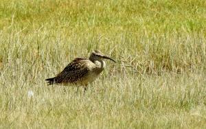 Whimbreal 