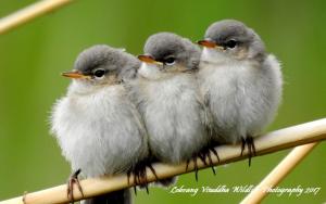 Chicks of Kashmir Chiff Chaff