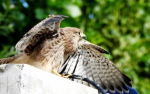 Common Kestrel (Tha)