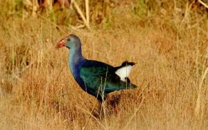 Purple Swamphen 