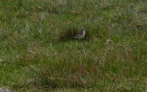 Bandt's Mountain Finch