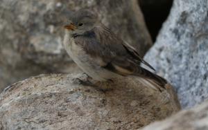 Bandt's Mountain Finch