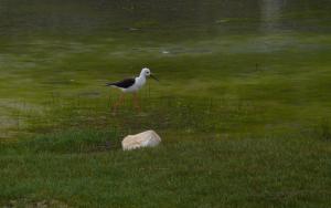 Black Winged Stilt