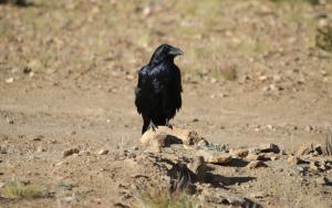 Commen Raven