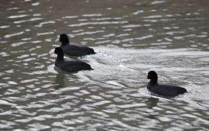Common Coot