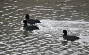 Common Coot