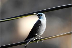 Blue Rock Thrush