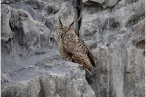 Eurasian Eagle Owl