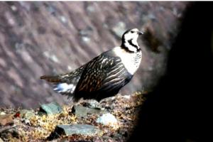 Himalayan Snowcock