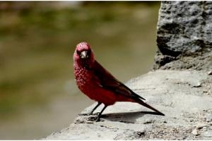 Great Rosefinch