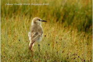 Humme's Ground Pecker