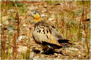 Tibetan Sandgrouse