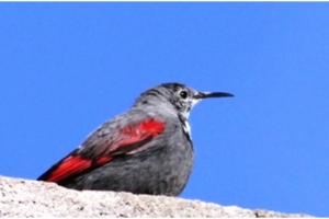 Wall Creeper