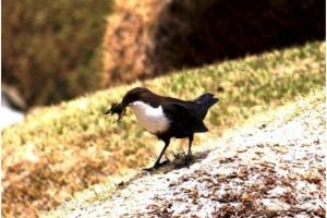 White-throated Dipper 