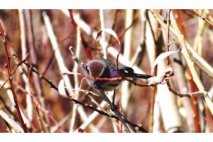 White-browed Tit Warbler