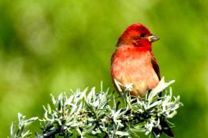 Common Rosefinch (Ichu Idmar)