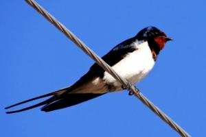 Barn Swallow 