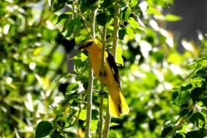 Golden Oriel (Zeri Mayon)