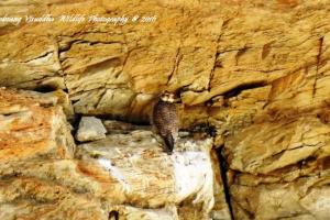 Saker Falcon 