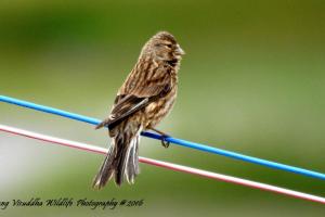 Twite