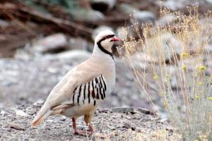 Chukar Partridge (sRakpa)