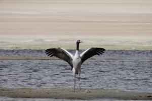 Black-necked Crane (Cha Thung Thung)